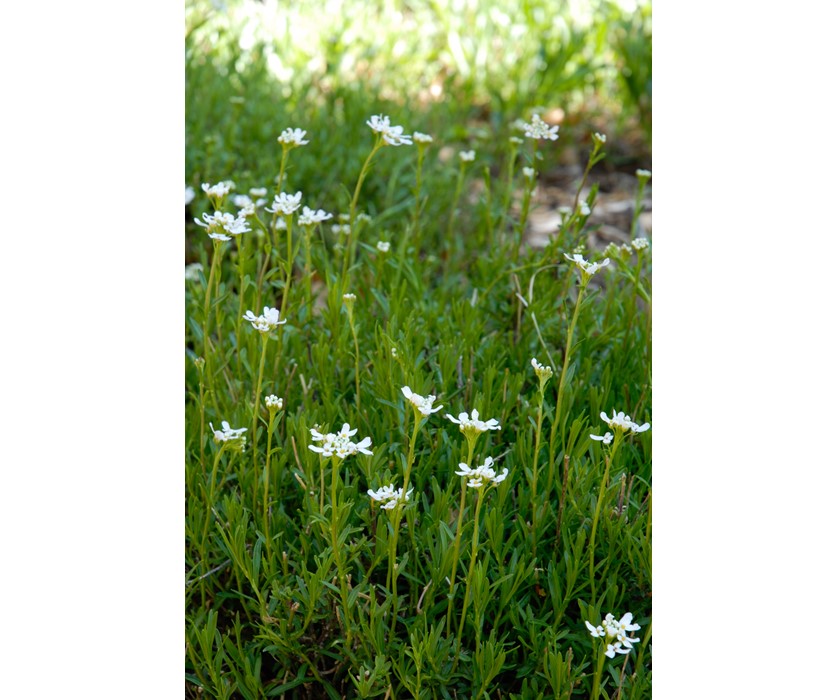 Snowflake Candytuft